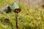 PICTURES/Pigeon Mountain - Wildflowers in The Pocket/t_Spores2.JPG